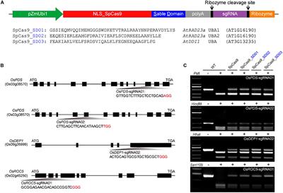 The Improvement of CRISPR-Cas9 System With Ubiquitin-Associated Domain Fusion for Efficient Plant Genome Editing